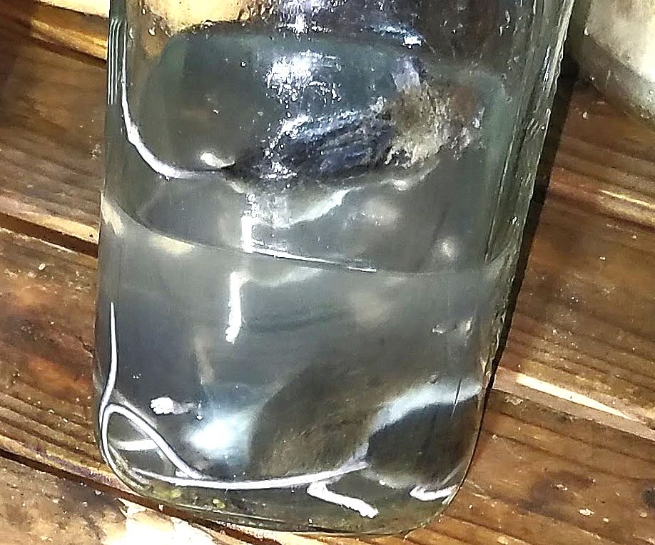 Why do mice like John Deere wires? Green Tractor Talk